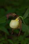 Kentuckey lady's slipper